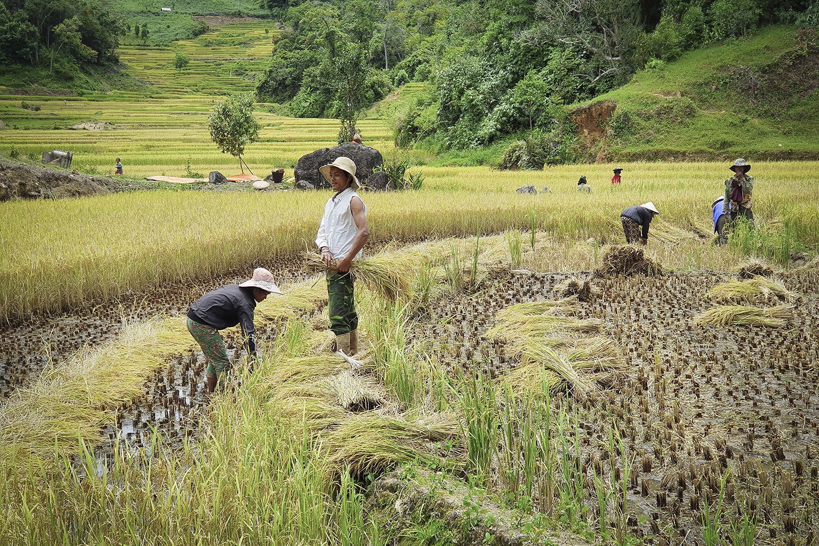 Culture de riz au Vietnam. 
