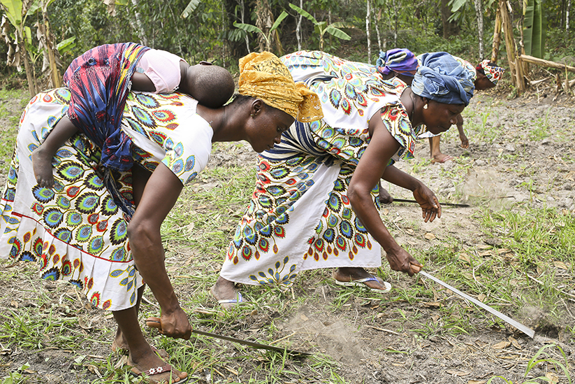 Des agricultrices en Côte d'Ivoire