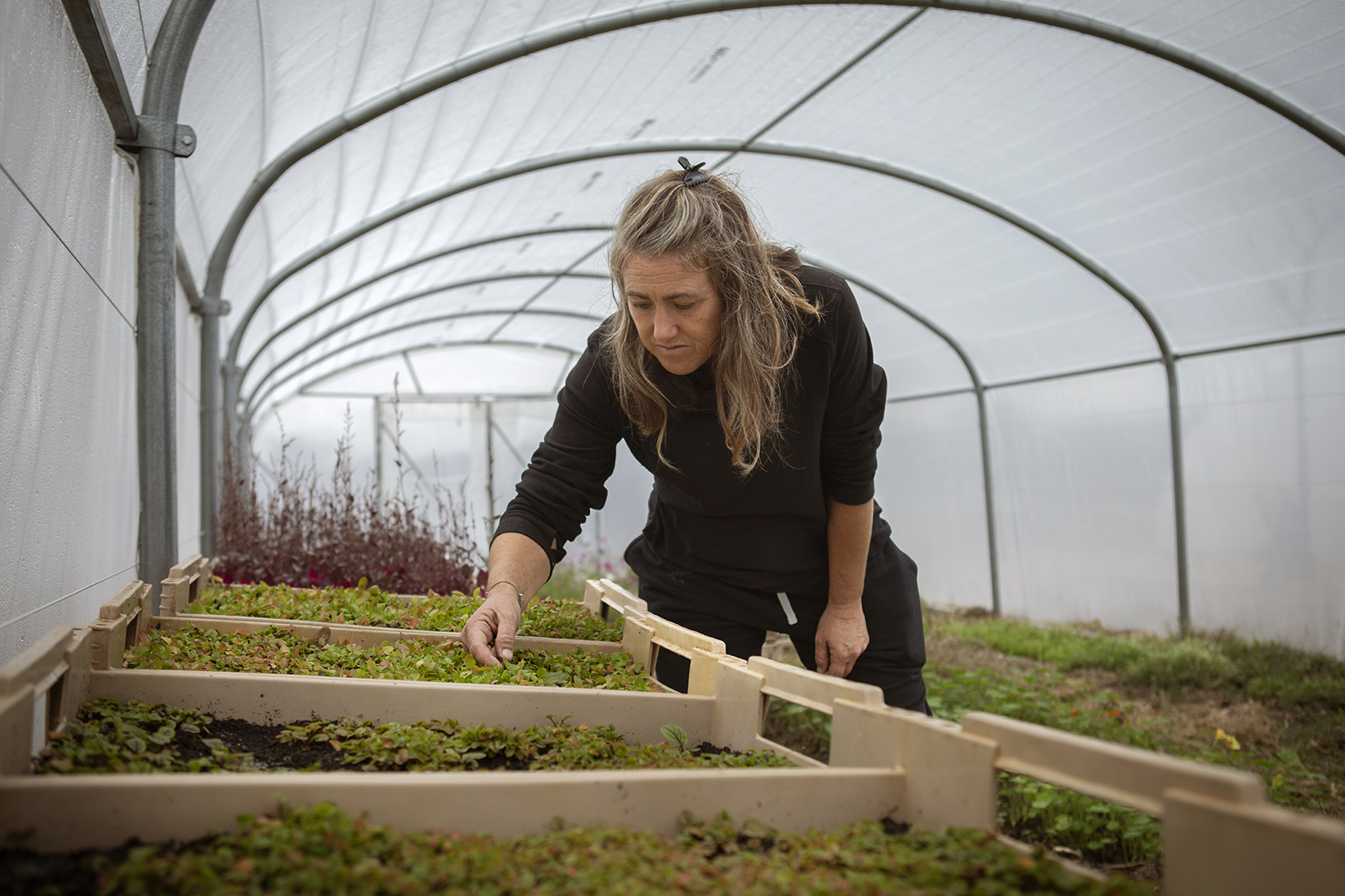 une productrice de fleurs sous une serre