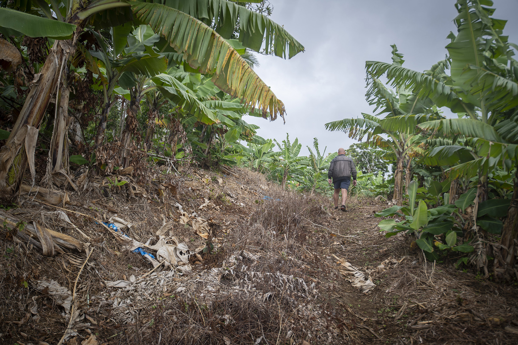 Exploitation de bananes à La Réunion