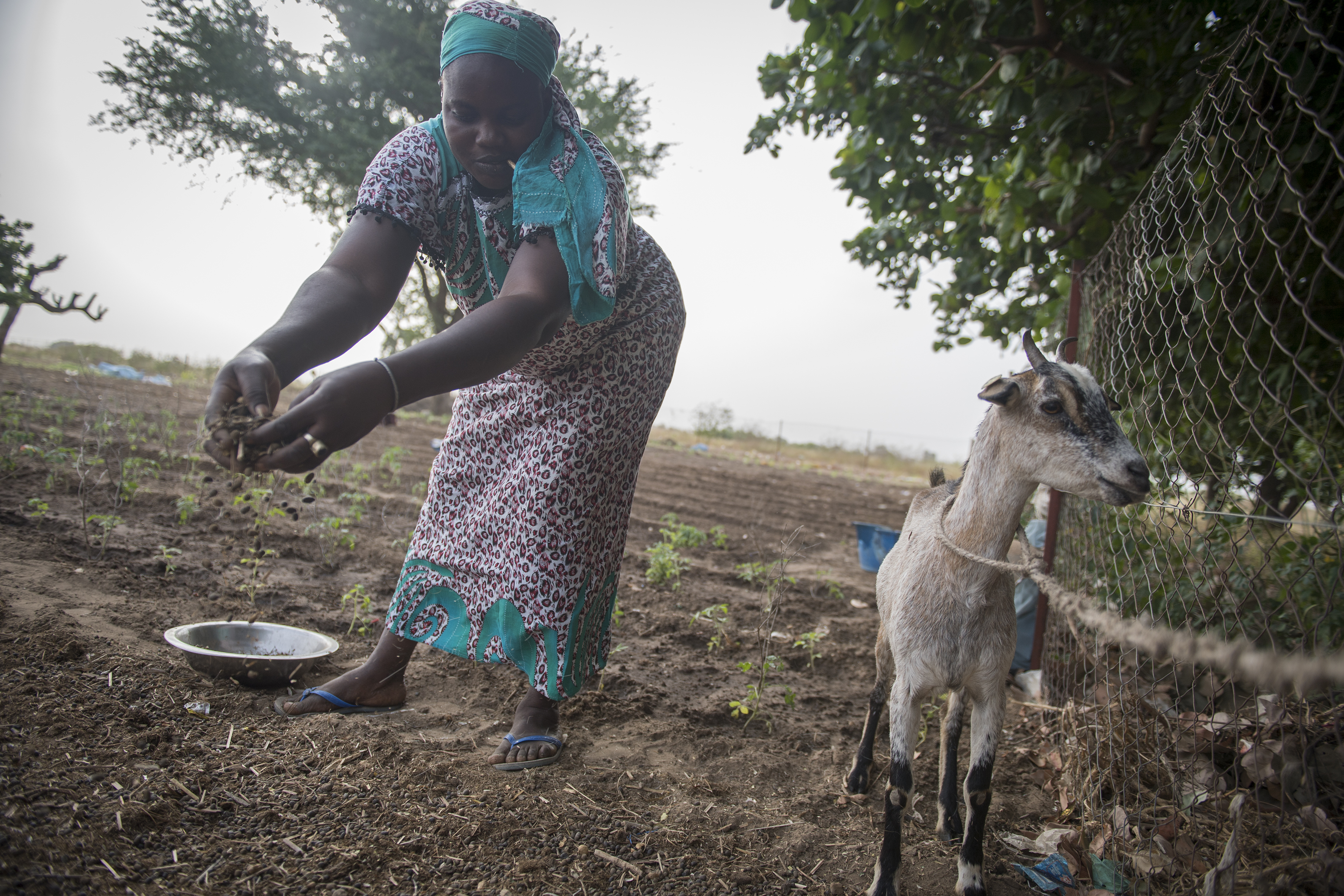 Les excréments des chèvres de l’exploitation sont récupérés pour fertiliser le sol.