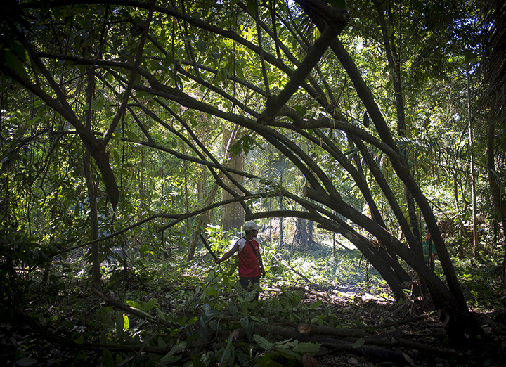 Forêt amazonienne