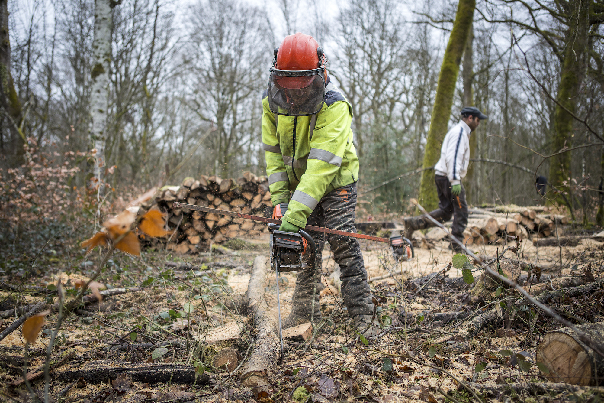 Des salariés de l'EBE font de l'affouage dans les bois de Prémery.