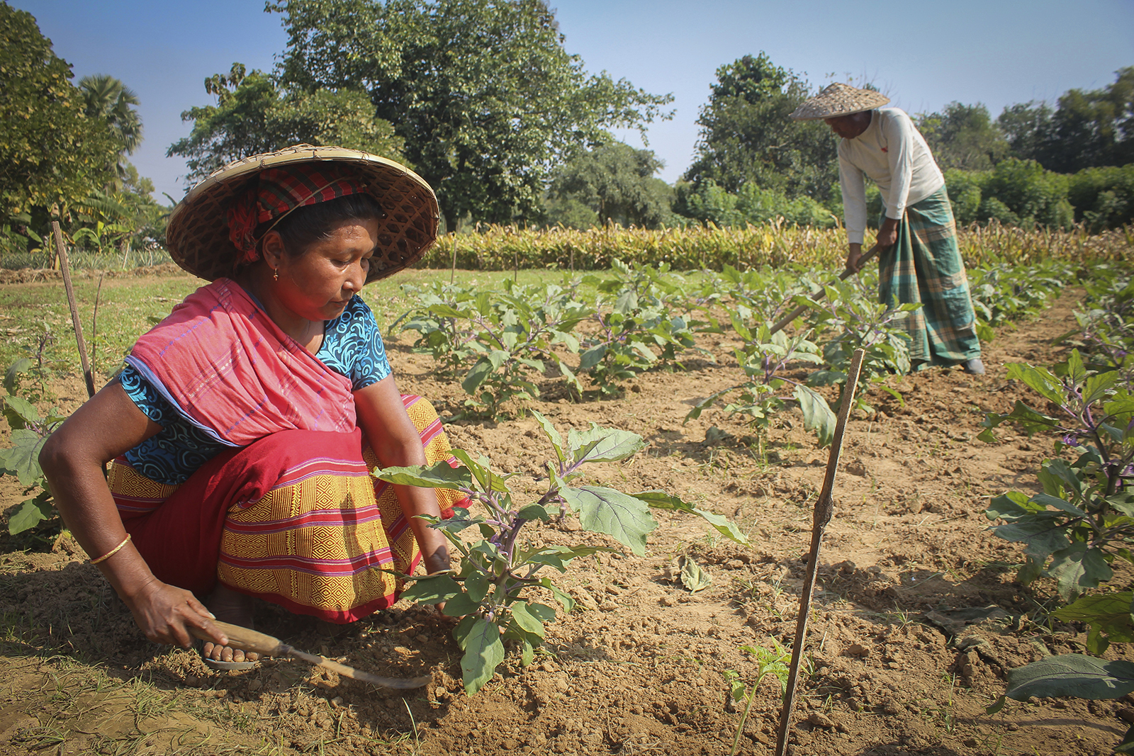 Une femme de l’ethnie garo cultive sa terre dans le village de Bilpar, au nord du Bangladesh.