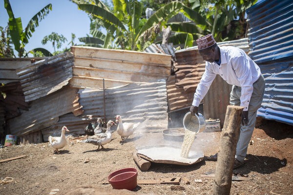 Un éleveur de canard dans sa ferme