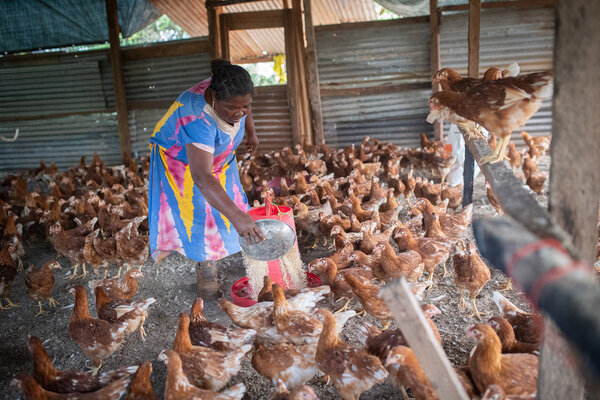 Une éleveuse nourrit ses poules