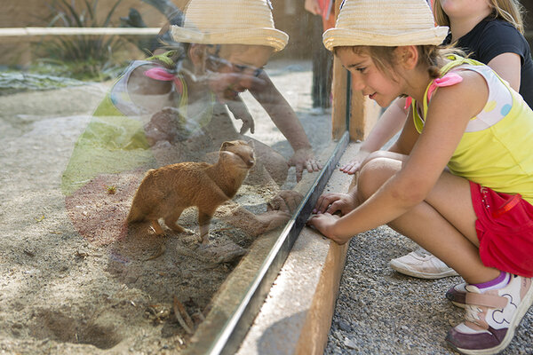 AFV en Isère (au zoo)