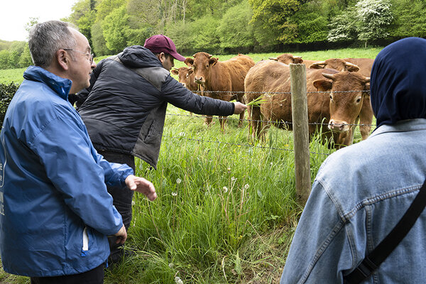 Hamid donne à manger aux vaches 