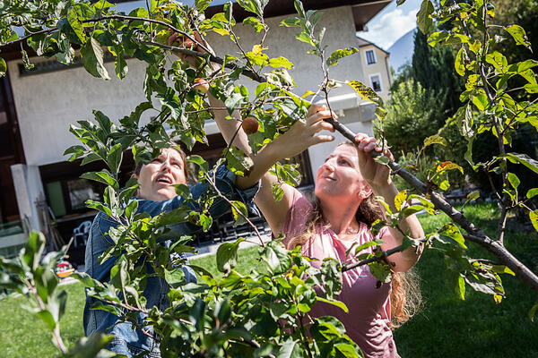 Dans le jardin, Nerxhivane cueille des pommes.