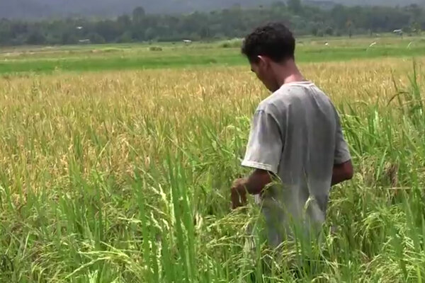 Le Riz Rouge local, la richesse oubliée