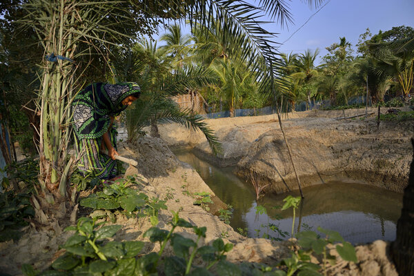 La douve creusée grâce à l’aide de la Caritas locale, permet de réduire la salinité de l’eau et offre à Sajida Khatun la possibilité d’améliorer sa récolte en mettant en place un système de fertilisant organique.  