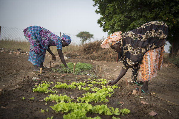 Agricultrices africaines dans leur champ