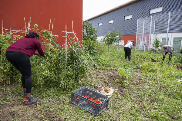 Jade récolte des tomates