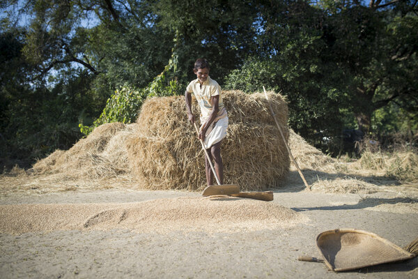 Cette culture du riz est indispensable pour assurer l'alimentation annuelle. Car si la sécheresse ou les inondations sévissent, il y a un risque majeur de famine.