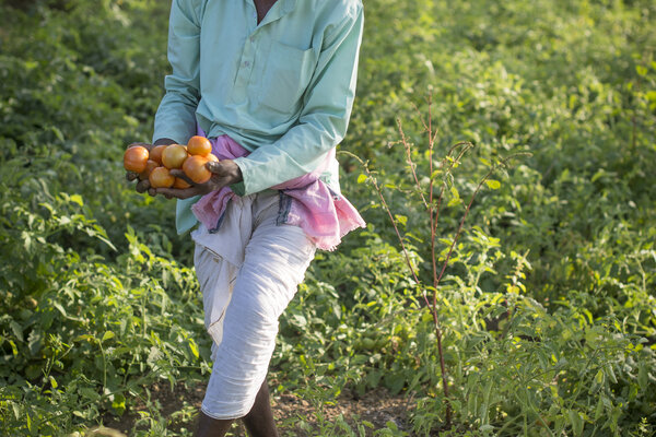 Ce villageois cultive des tomates qui n'ont pratiquement pas besoin d'être arrosées grâce à des semences améliorées et à une source souterraine.