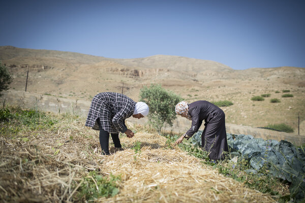 À Al-Nassariya, au nord de Naplouse, Imane Turkman et Shafika Abou Sada se sont lancées, avec quatre autres femmes, dans le maraîchage agro-écologique.