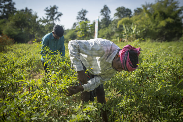 Le piment est un ingrédient incontournable de la cuisine indienne dont on peut tirer également profit.