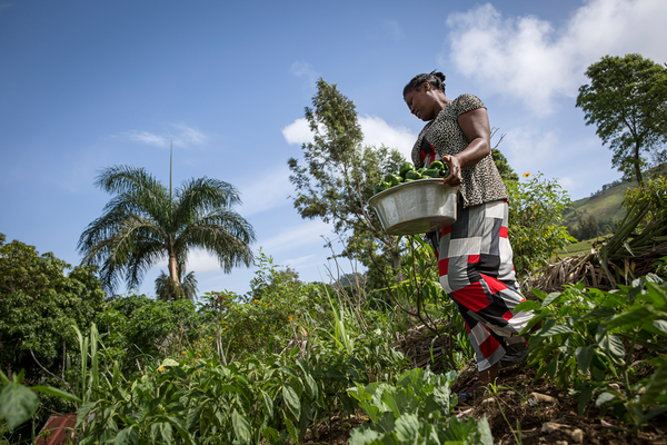 Afin de permettre aux paysans de s’adapter aux changements climatiques, Concert’action les incite à diversifier leurs cultures : poivrons et grenadines – des variétés qui ont moins besoin d’eau et sont donc plus résistantes en cas de sécheresse –