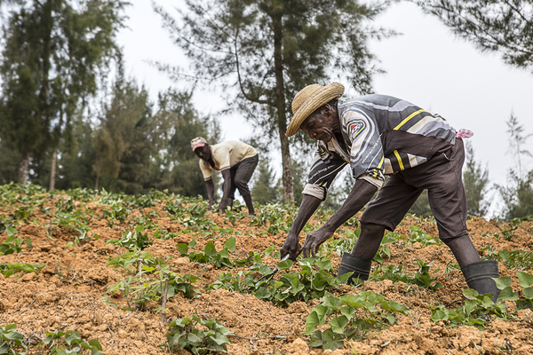 Les arbres sont aussi donnés aux paysans pour qu’ils les plantent sur leurs parcelles. C’est le principe de l’agroforesterie qui accroît la fertilité des sols. Les fruits sont également récoltés.