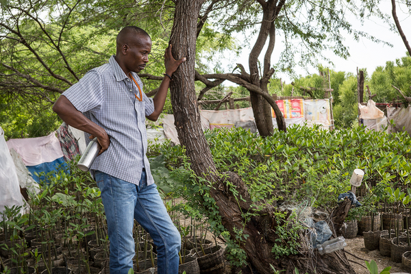 A Léogâne, en bord de mer, entre autres pour empêcher la montée de l’océan, Concert’action a mis en place 10 000 plantules de mangroves en coopération avec les pêcheurs. Ceux-ci espèrent que les poissons vont revenir.