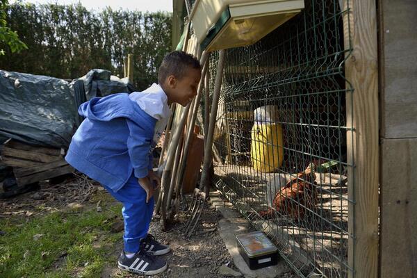 Léo aime aller chercher les oeufs dans le poulailler