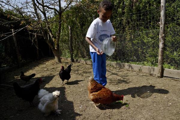 Le petit Léonardo apprend à s'occuper des poules de sa famille de vacances