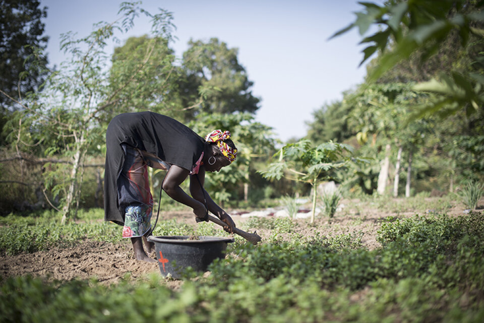 Une femme travaillant dans un champ, au Sénégal.