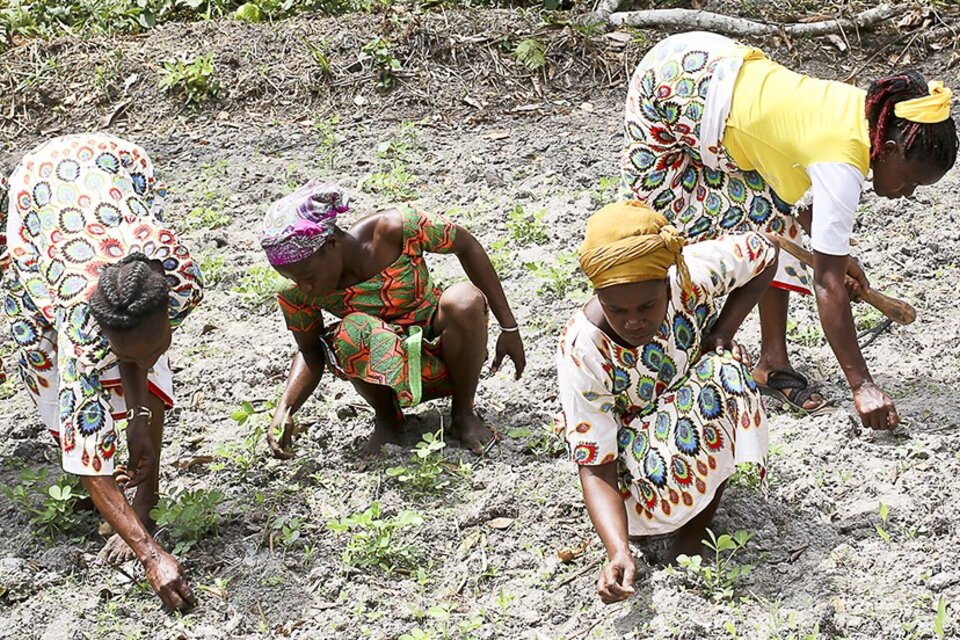 Changements climatiques : en Côte d'Ivoire, des agriculteurs adaptent leurs pratiques