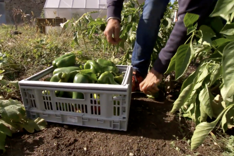 Circuit-court : s'entraider pour mieux manger